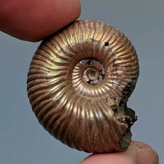 2,  8 cm (1,  1 in) Ammonite Eboraciceras pyrite jurassic Russia fossil ammonit 3