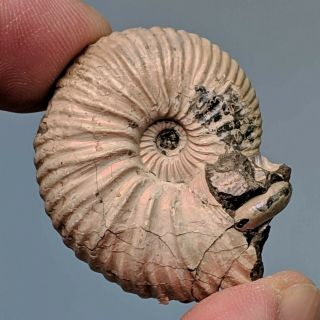 3,  5 Cm (1,  4 In) Ammonite Pseudocadoceras Jurassic Russia Fossil Ammonit