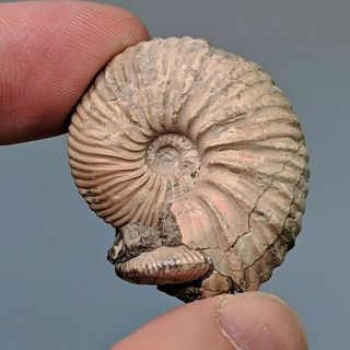 3,  5 cm (1,  4 in) Ammonite Pseudocadoceras jurassic Russia fossil ammonit 2