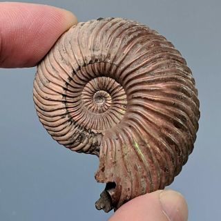5 Cm (2 In) Ammonite Quenstedtoceras Pyrite Jurassic Russia Fossil Ammonit