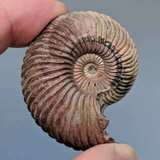 5 cm (2 in) Ammonite Quenstedtoceras pyrite jurassic Russia fossil ammonit 2