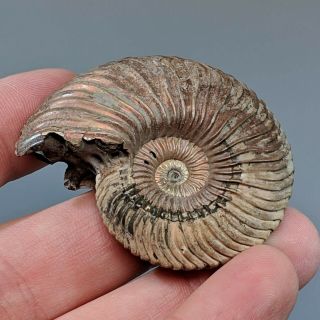 5 cm (2 in) Ammonite Quenstedtoceras pyrite jurassic Russia fossil ammonit 3