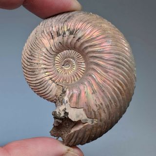 5,  4 Cm (2,  1 In) Ammonite Shell Quenstedtoceras Jurassic Pyrite Russia Fossil