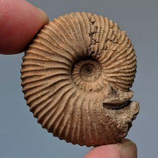 3,  6 Cm (1,  4 In) Ammonite Rondiceras Jurassic Russia Fossil Ammonit