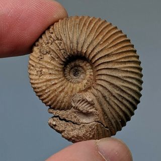 3,  6 cm (1,  4 in) Ammonite Rondiceras jurassic Russia fossil ammonit 3