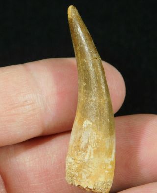 A 100 Million Year Old Maroccanus Spinosaurus Tooth Fossil From Morocco 8.  5gr