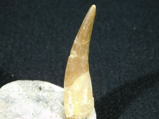 A 100 Million Year OLD Maroccanus SPINOSAURUS TOOTH Fossil From Morocco 8.  5gr 2