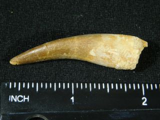 A 100 Million Year OLD Maroccanus SPINOSAURUS TOOTH Fossil From Morocco 8.  5gr 3