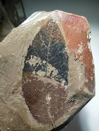Big Leaf Fossils Rare Good From Shanwang Shandong Province China I Dig Myself 2