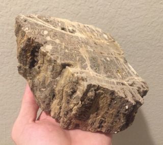 Large Texas Fossil Crystalized Petrified Wood Polished Fossil 3 Lbs 8 Oz Plant