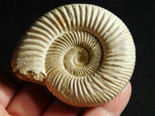 A Polished 200 Million Year Old White Ribbed Ammonite Fossil 104gr
