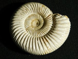 A Polished 200 Million Year Old WHITE Ribbed AMMONITE Fossil 104gr 2