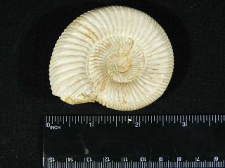 A Polished 200 Million Year Old WHITE Ribbed AMMONITE Fossil 104gr 3