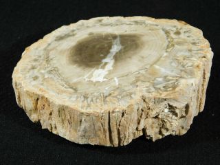 A Cut And Polished Petrified Wood Roller Fossil From Madagascar 236gr
