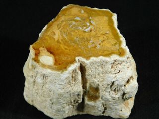 A Colorful Cut And Polished Petrified Wood Fossil From Madagascar 582gr