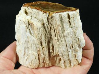 Bark A Cut And Polished Petrified Wood Fossil From Madagascar 494gr