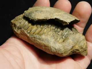 A Big 100 Natural Flexicalymene Trilobite Fossil in a Split NODULE 172gr 2