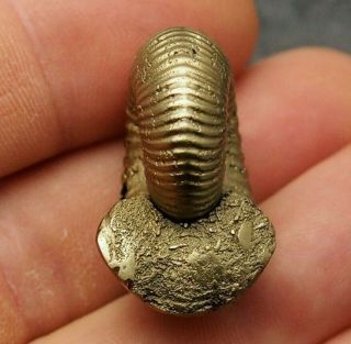 31mm Eboraticeras Pyrite Ammonite Fossils Fossilien Russia Pendant Golden