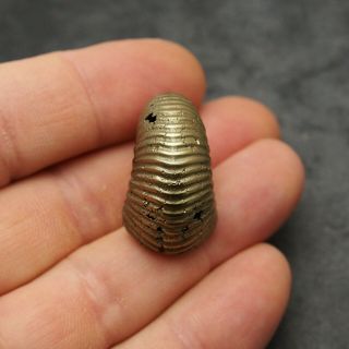 31mm Eboraticeras Pyrite Ammonite Fossils Fossilien Russia pendant Golden 2