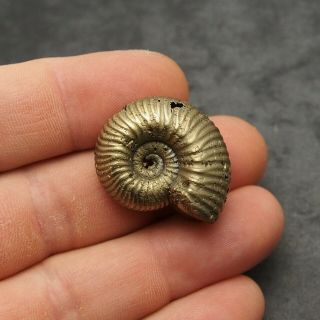 31mm Eboraticeras Pyrite Ammonite Fossils Fossilien Russia pendant Golden 3