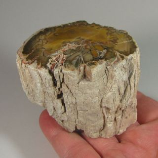 2.  9 " Polished Petrified Wood Branch Slab Fossil Standup - Madagascar