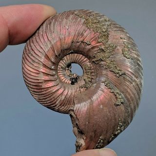 6 Cm (2,  4 In) Ammonite Quenstedtoceras Pyrite Jurassic Russia Fossil Ammonit