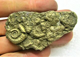 Stunning Large 65mm Golden Multi - Ammonite Bivalve Fossil Jurassic Pyrite Uk Gold