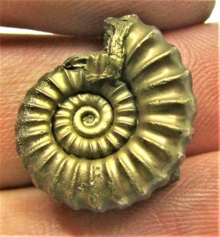 Stunning golden Promicroceras 20mm Jurassic pyrite ammonite fossil serpulid worm 2