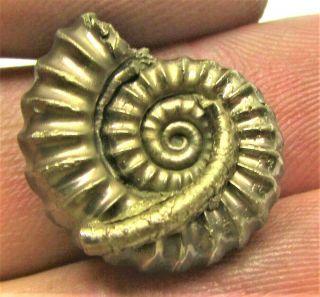 Stunning golden Promicroceras 20mm Jurassic pyrite ammonite fossil serpulid worm 3