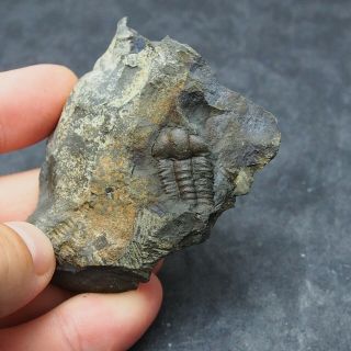 Czech Fossil Trilobite Ellipsocephalus Hoffi Cambrian Fossiles Trilobiten