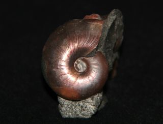 Ammonite Zuеrcherella Fossil Russia