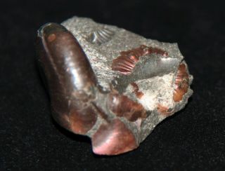 Ammonite Zuеrcherella Fossil Russia 3
