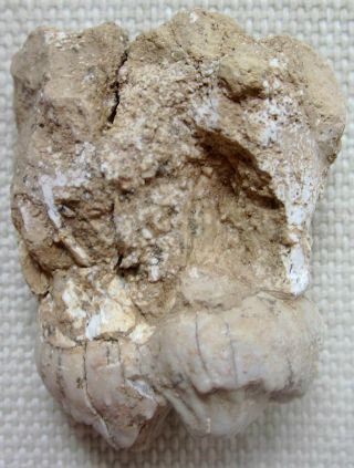 Neogene Hezhengbiota Hyena Mineral Miocenestone Adcrocuta Wolf Molarteeth Fossil