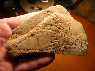 Fossil Trilobite Tracks Specimen Indiana With Acrylic Display 201004