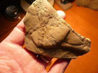 Fossil Trilobite Tracks Specimen Indiana with Acrylic Display 201004 3