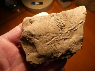 Fossil Trilobite Tracks Specimen Indiana With Acrylic Display 201002