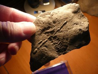 Fossil Trilobite Tracks Specimen Indiana with Acrylic Display 201002 2