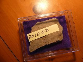 Fossil Trilobite Tracks Specimen Indiana with Acrylic Display 201002 3