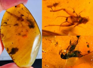 9.  9g Pygmy Sand Cricket&cricket Burmite Myanmar Amber Insect Fossil Dinosaur Age