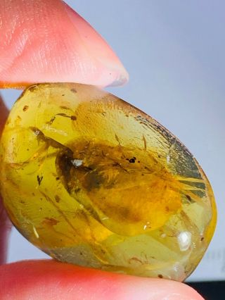 4.  37g unknown item Burmite Myanmar Burmese Amber insect fossil dinosaur age 2
