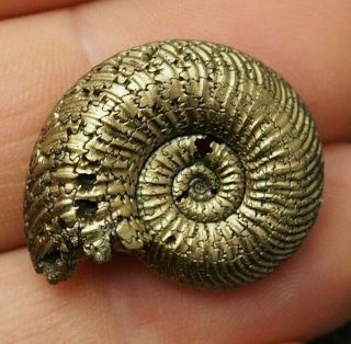 28mm Quenstedtoceras Pyrite Ammonite Fossils Callovian Fossilien Pendant