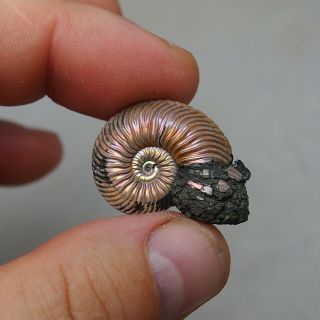 31mm Quenstedtoceras Pyrite Ammonite Fossils Fossilien Russia Pendant