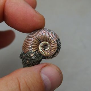 31mm Quenstedtoceras Pyrite Ammonite Fossils Fossilien Russia pendant 2