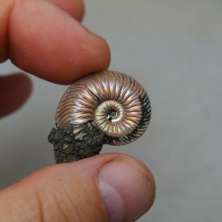31mm Quenstedtoceras Pyrite Ammonite Fossils Fossilien Russia pendant 3