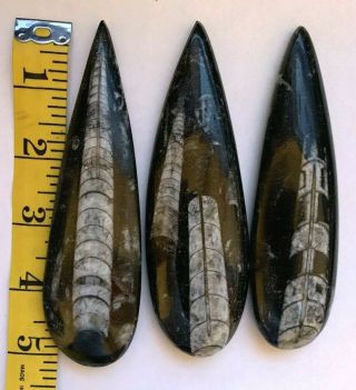 3 Orthoceras Fossil 5 Inches From Morocco