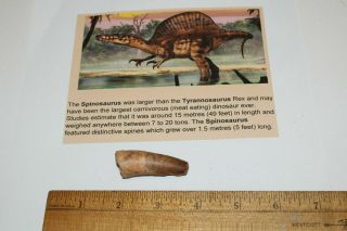 Spinosaurus Tooth 2 " Teeth Dinosaur Fossil Before T Rex Cretaceous A09