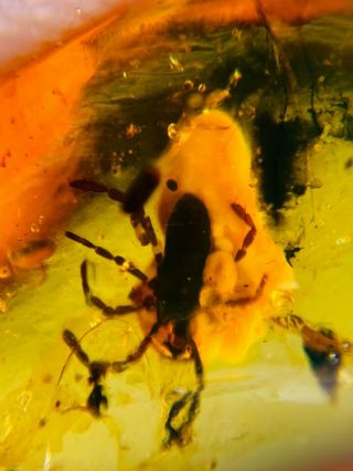 Tick&unknown White Item Burmite Myanmar Burmese Amber Insect Fossil Dinosaur Age