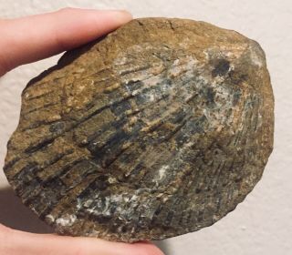 Rare Bulgaria Fossil Bivalve Pecten Aequivalvis Jurassic Fossil