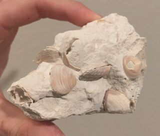 Rare Bulgaria Fossil Bivalve Multi Plate Mactra Caspia Miocene Fossils