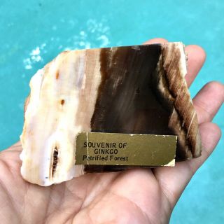 Petrified Ginko Wood Cut Polished Agatized Limb Casting Mineral 3” Long Fossil